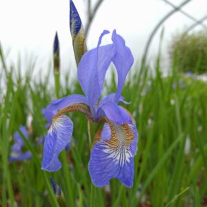 Iris sibirica 'Heavenly Blue' (Iris)