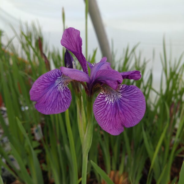 Iris sibirica 'Rose Quest' (Iris)