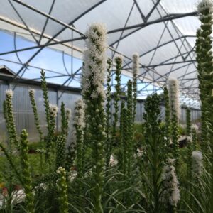 Liatris spicata 'Floristan Weiss' (Pragtskær)