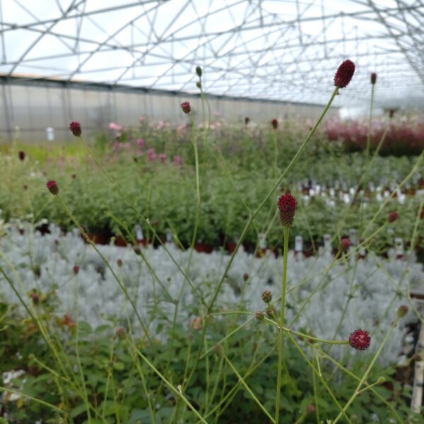 Sanguisorba officinalis 'Tanna' (Kvæsurt)