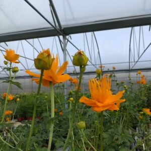 Trollius chinensis 'Golden Queen' (Engblomme)