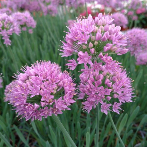 Allium 'Little Sapphire' (Prydløg)