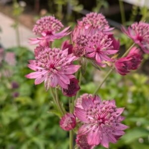 Astrantia major 'Cerise Button' (Stjerneskærm)