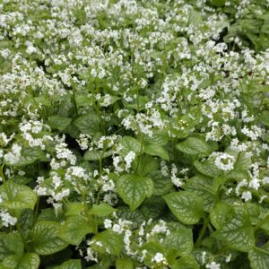 Brunnera macrophylla 'Mr. Morse' (Kærmindesøster)