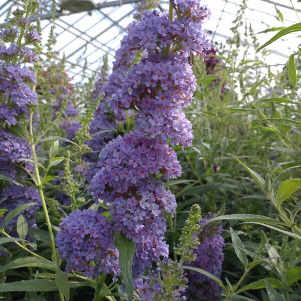 Buddleja 'Summerbird Sky Blue' (Sommerfuglebusk)