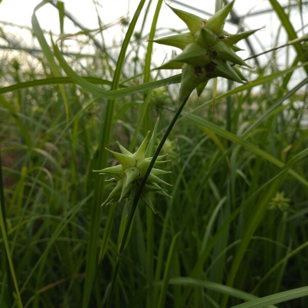 Carex grayi (Morgenstjernestar)