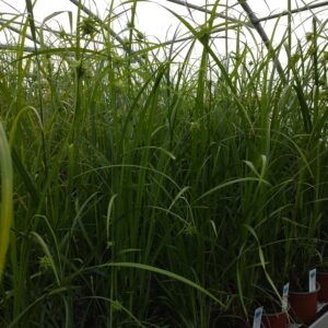 Carex grayi (Morgenstjernestar)