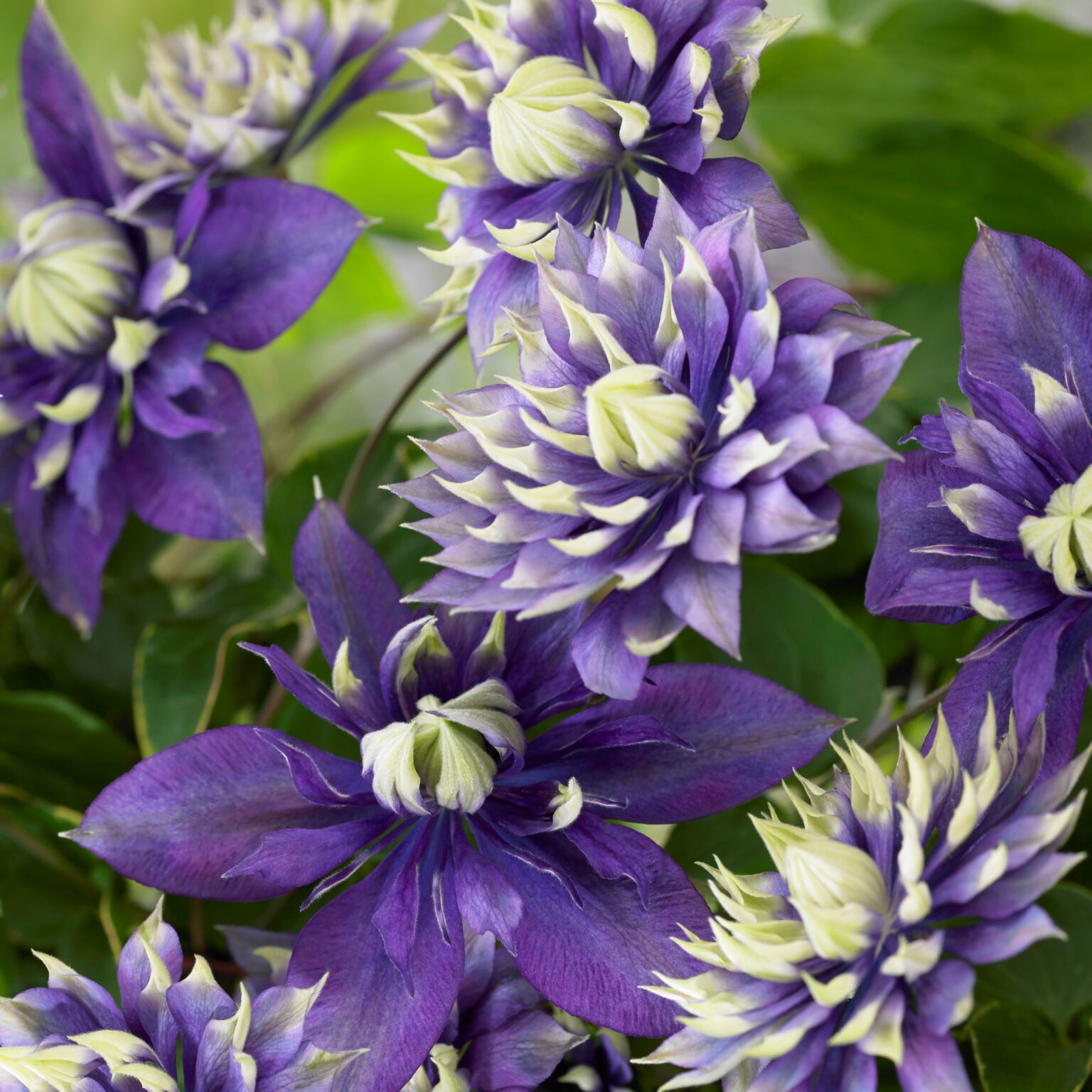 Clematis 'Taiga' (Klematis) Lundagers Gartneri