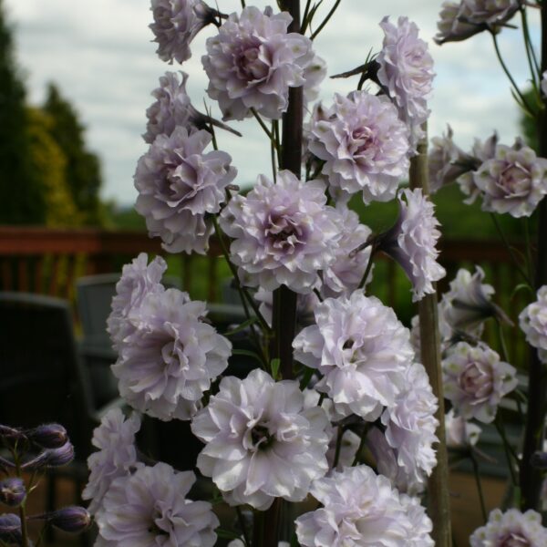 Delphinium hybrids Highlander 'Highlander Cha Cha' (Ridderspore)