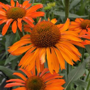 Echinacea purpurea 'Prima Saffron' (Purpursolhat)
