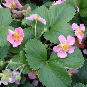 Fragaria 'Frel' (Pink Panda) (Prydjordbær)