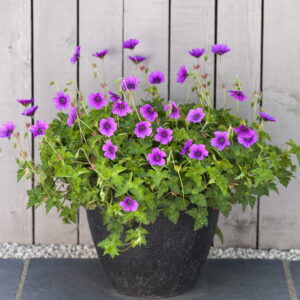 Geranium hybrid 'Hexham velvet' (Storkenæb)