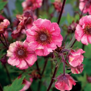Geum rivale 'Tempo Rose' (Nellikerod)