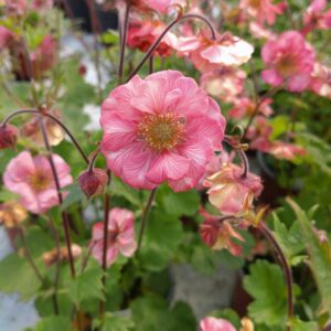 Geum rivale 'Tempo Rose' (Nellikerod)