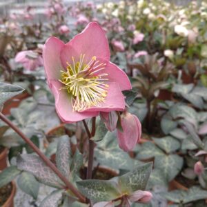 Helleborus x 'Frostkiss Dorothy's Dawn' (Julerose)