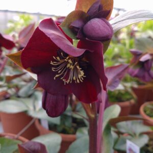 Helleborus x 'Star Of Passion' (Påskeklokke)