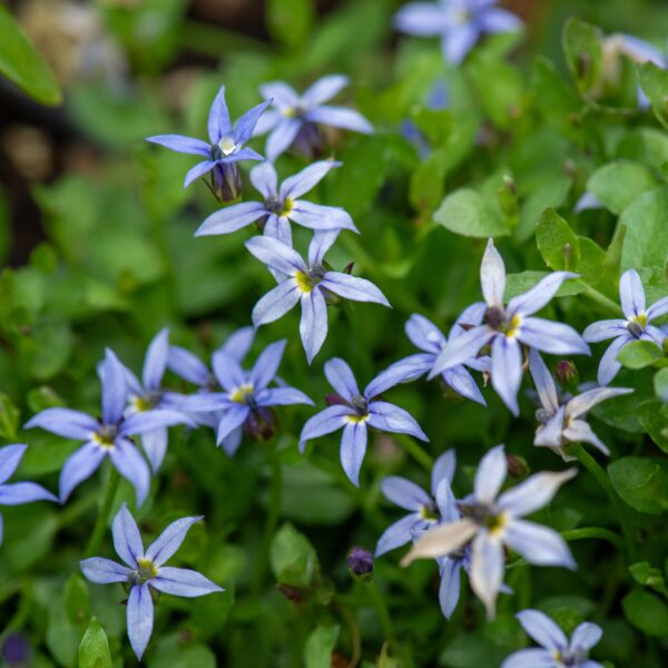 Isotoma fluviatilis 'Dark Blue' (Isotoma)