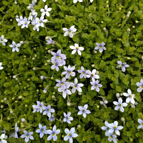 Isotoma fluviatilis (Isotoma)