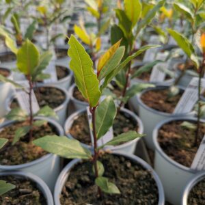 Laurus nobilis (Ægte Laurbær)