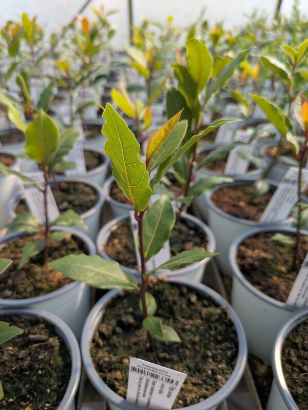 Laurus nobilis (Ægte Laurbær)