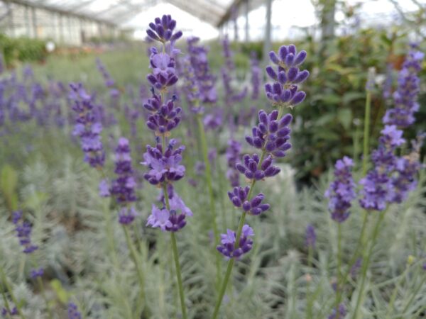 Lavandula angustilfolia ‘Havanna’