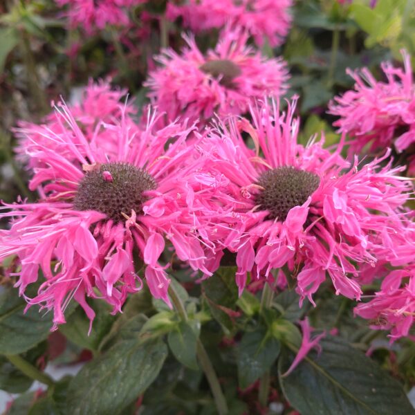 Monarda x didyma 'Cranberry Lace' (Hestemynte)