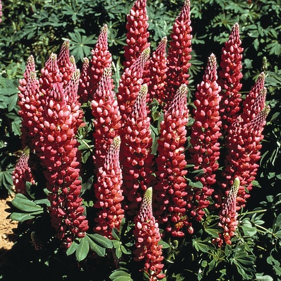 Lupinus polyphyllus 'Legendary Red Shades' (Lupin)