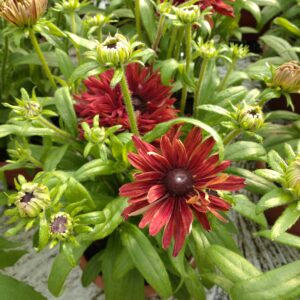 Rudbeckia 'Flamenco True Red' (Solhat)