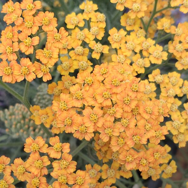 Achillea mil. ‘Terracotta’ (Røllike)