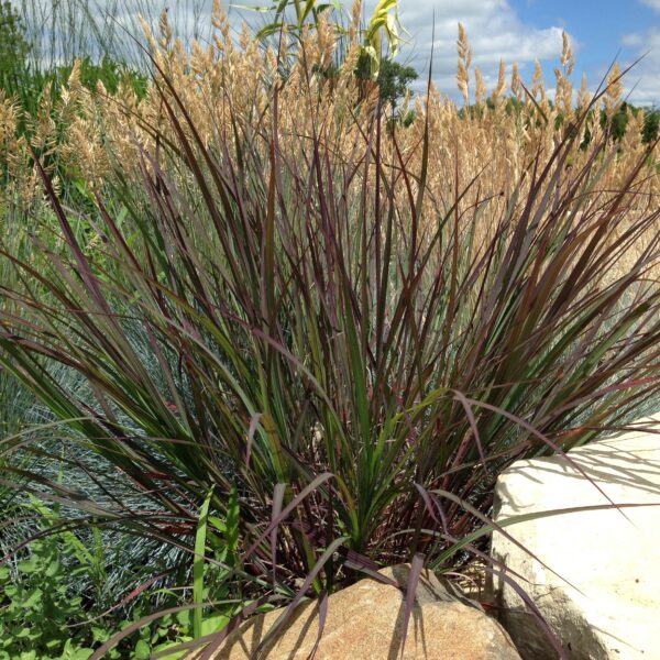 Andropogon 'Blackhawks' (Kalkunfod / Præriegræs)