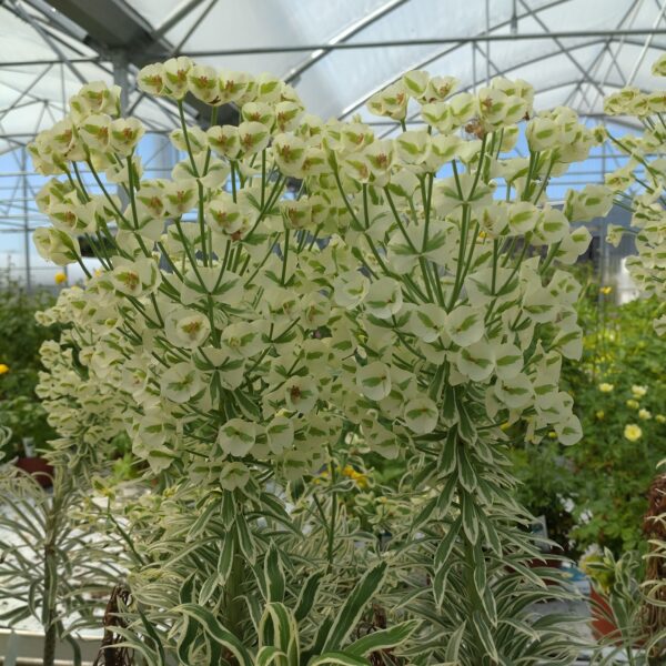 Euphorbia characias ‘Tasmanian Tiger’ (Vortemælk)