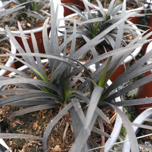 Ophiopogon planiscapus 'Nigrescens' (Sort Slangeskæg)