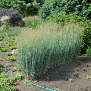 Panicum virgatum 'Heavy Metal' (Staudehirse)