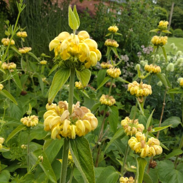 Phlomis russelliana (Løvehale)