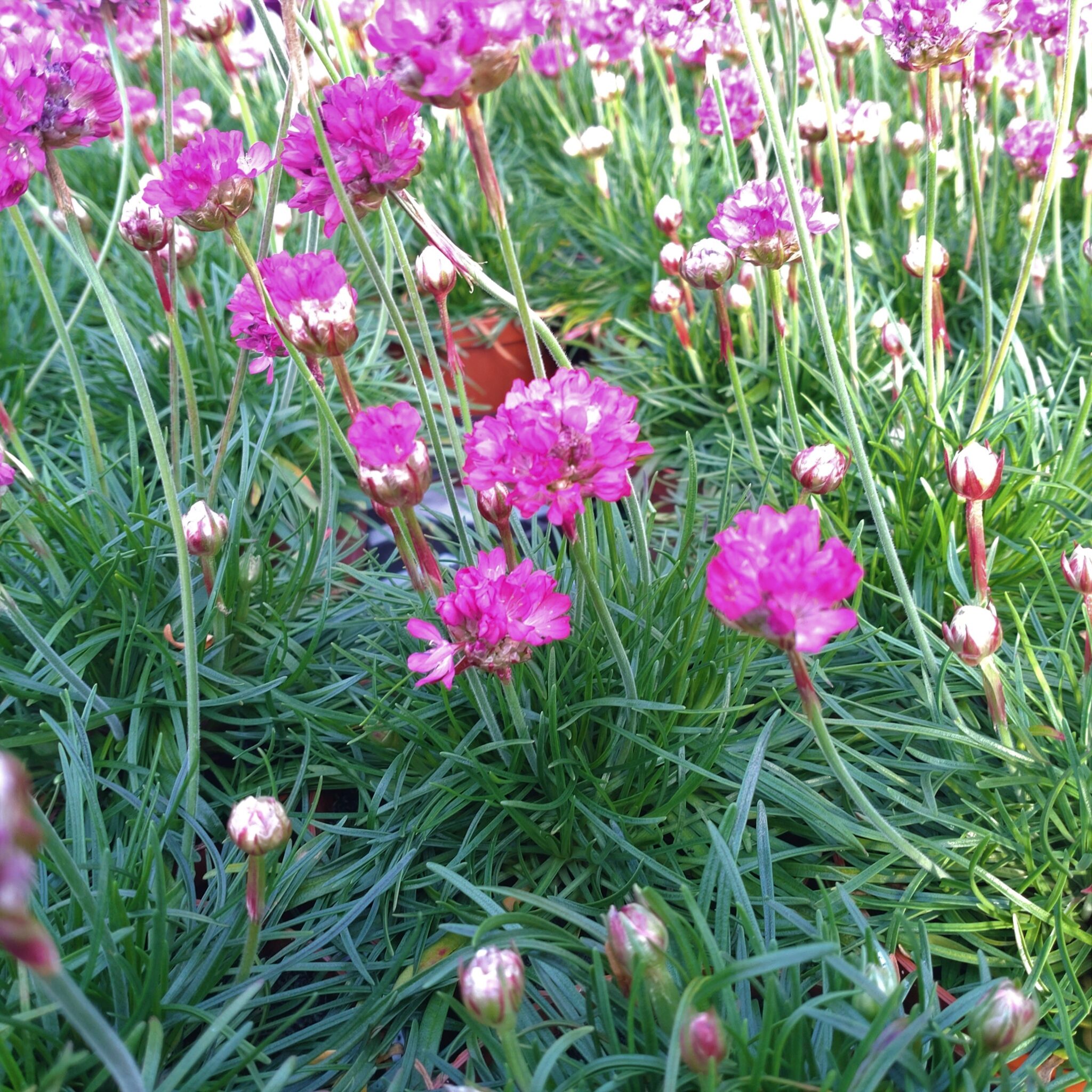 Armeria maritima 'Abbey Deep rose' (Engelsk Græs) Lundagers Gartneri