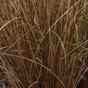 Carex buchananii 'Red Rooster' (Brun Star)