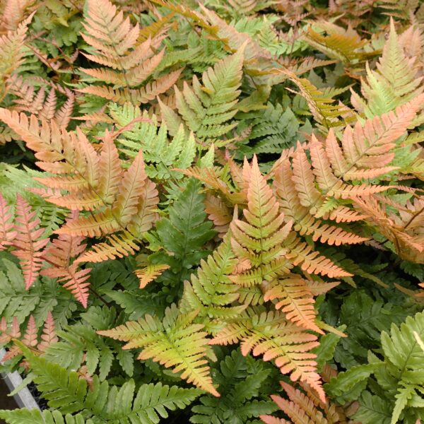 Dryopteris erythrosora 'Autumn' (Rødslørbregne)