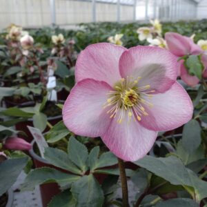 Helleborus 'Strawberry Moon' (Julerose)