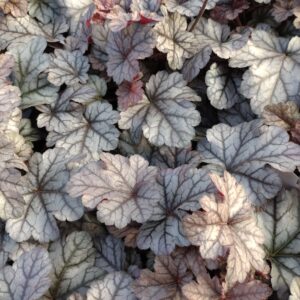 Heuchera x hybrida 'Cinnabar Silver' (Alunrod)