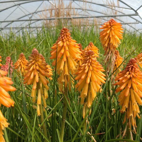 Kniphofia hybrida 'Poco Orange' (Raketblomst)