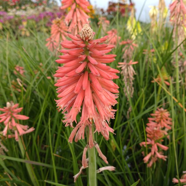 Kniphofia hybrida 'Poco Red' (Raketblomst)