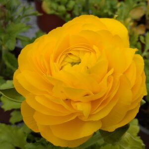 Ranunculus x asiaticus (Ranunkel)