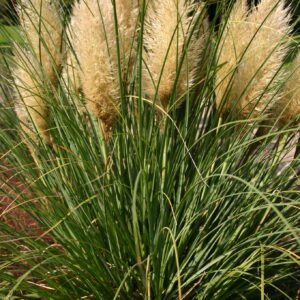 Cortaderia selloana ‘Green Goblin’ (Pampasgræs)