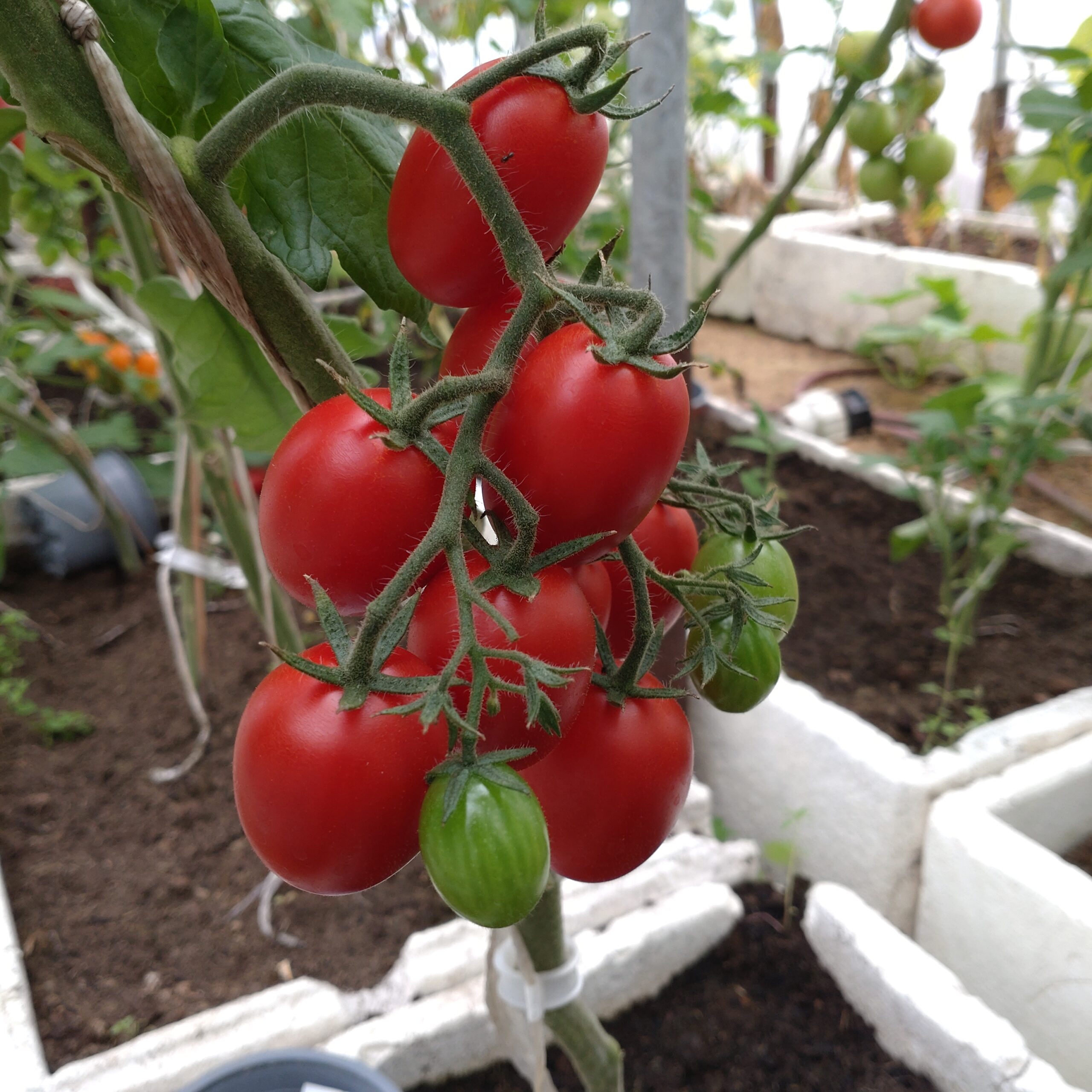 Blommetomat 'Corabell'