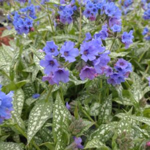 Pulmonaria 'Trevi Fountain' (Lungeurt)