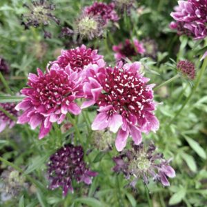 Scabiosa columbaria 'Barroca' (Due-skabiose)