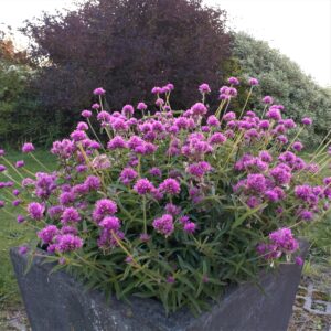 Gomphrena Truffula Pink (Kugleamarant)