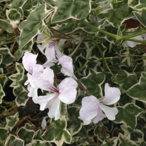 Pelargonium peltatum (Broget Slyngpelargonie)