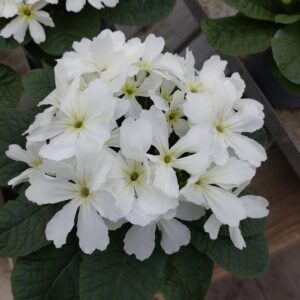 Primula vulgaris 'Star Fever' (Alm. kodriver)