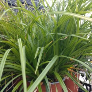 Carex 'Irish Green' (Japansk Star)